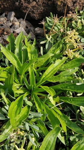 Plantago image