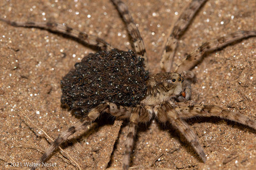 Ocyale Burrowing Wolf spider