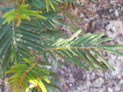 Acacia deanei