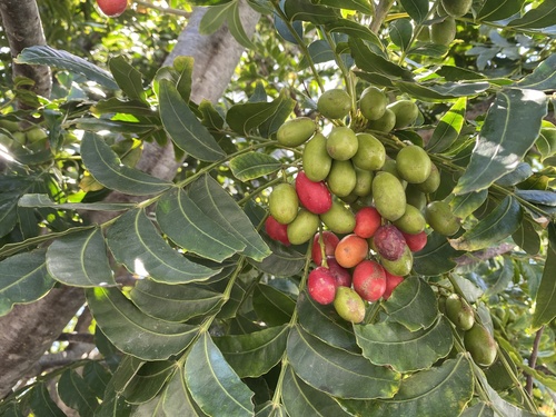African plum (Harpephyllum afrum)