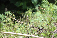 Crithagra gularis endemion