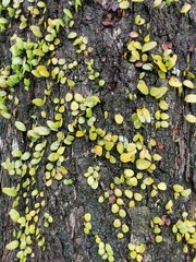 Pyrrosia piloselloides