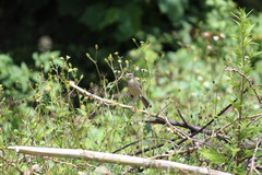 Crithagra gularis endemion