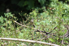 Crithagra gularis endemion