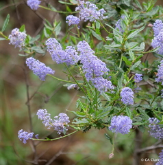 Ceanothus parryi