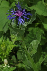 Centaurea nigrofimbria