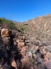 Aloe comosa
