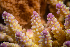Acropora valida