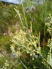 Struthiola ciliata angustifolia