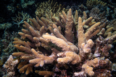Acropora robusta