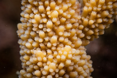 Acropora robusta