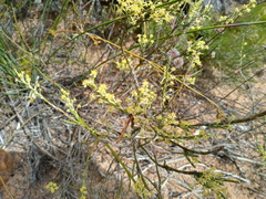 Struthiola ciliata angustifolia