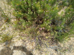 Struthiola ciliata angustifolia