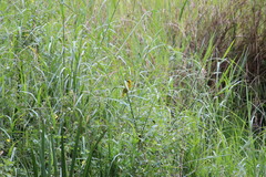 Ploceus subaureus subaureus