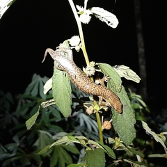 Trachylepis thomensis