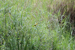 Ploceus subaureus subaureus