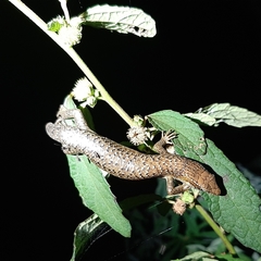 Trachylepis thomensis