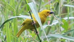 Ploceus subaureus subaureus