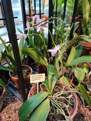 Phalaenopsis equestris