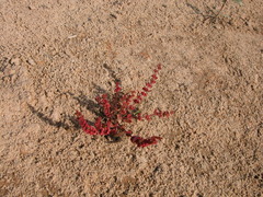 Rumex ucranicus