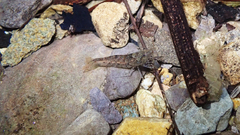 Caridina cantonensis