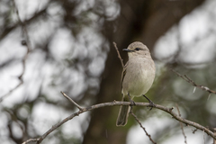 Bradornis microrhynchus microrhynchus