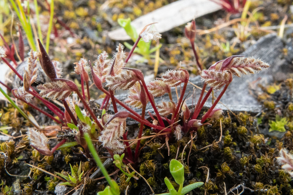 Slender Aphelia