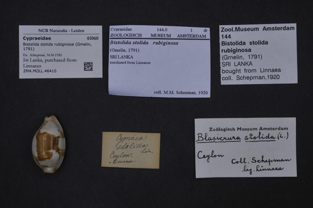 Bistolida rubiginosa