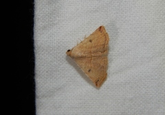 Eublemma gayneri