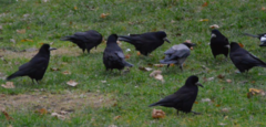 Corvus frugilegus