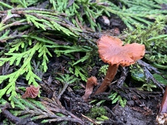 Agaricales