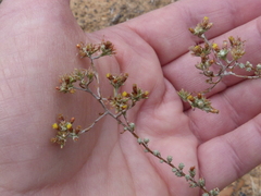 Helichrysum asperum asperum