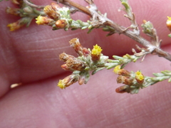 Helichrysum asperum asperum