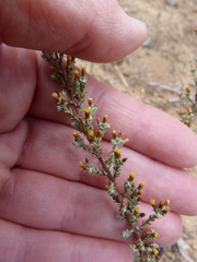 Helichrysum asperum asperum