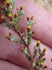 Helichrysum asperum asperum