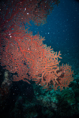 Astrogorgia dumbea