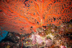 Astrogorgia dumbea