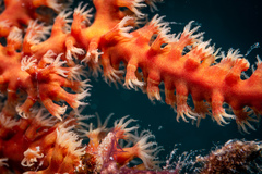 Astrogorgia dumbea