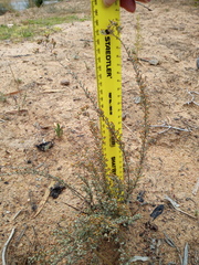 Helichrysum asperum asperum