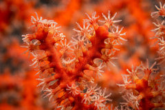 Astrogorgia dumbea