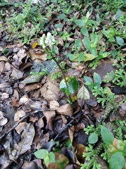 Disperis lindleyana