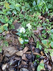 Disperis lindleyana