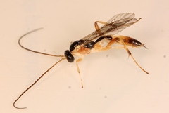 Astiphromma splenium