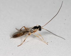 Astiphromma splenium