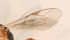 Astiphromma splenium