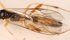 Astiphromma splenium