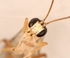 Astiphromma splenium