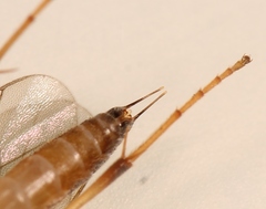 Astiphromma splenium