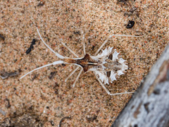 Cercinthus lehmannii