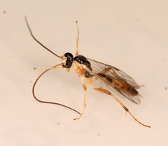 Astiphromma splenium